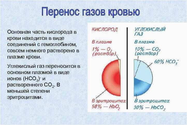 Роль крови в переносе кислорода в организме