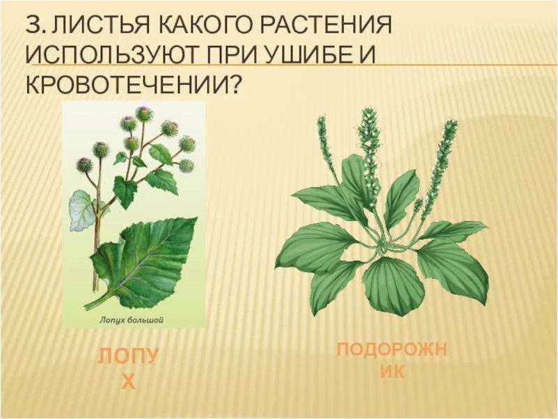 Листья лопуха и подорожника при ушибах и кровотечении