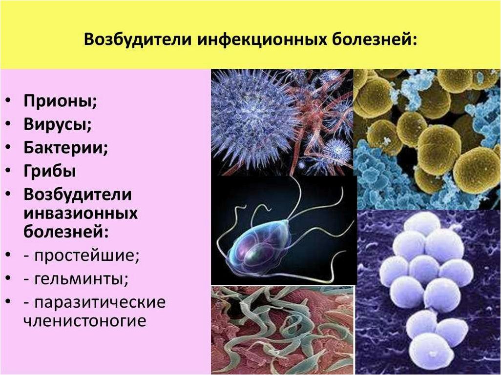 Мельчайшие организмы-носители инфекций и их влияние на здоровье