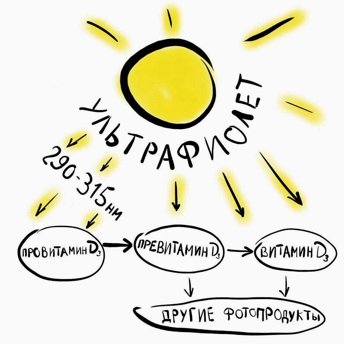 Витамин который вырабатывается в организме под солнечными лучами