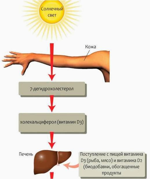 Витамин который вырабатывается в организме под солнечными лучами