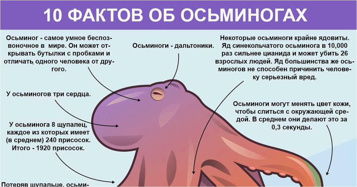 Альтернативное название водного хоккея Осьминог