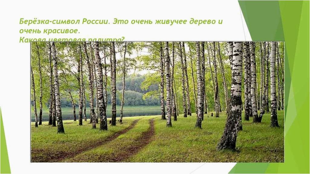 Национальное дерево России Берёза и её значение