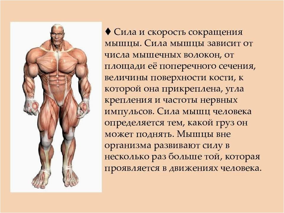 (сила, человека, выраженная, мускулы) Сила человека выраженная через мускулы